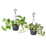 Two hanging plants: epipremium with green-yellow leaves and another with white-green variegated leaves in dark pots.