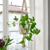 Hanging EPIPREMNUM plant in white macrame, lush green leaves, fits well by window, supports climbing.