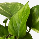 Closup of lush green leaves with white spots on healthy houseplant.