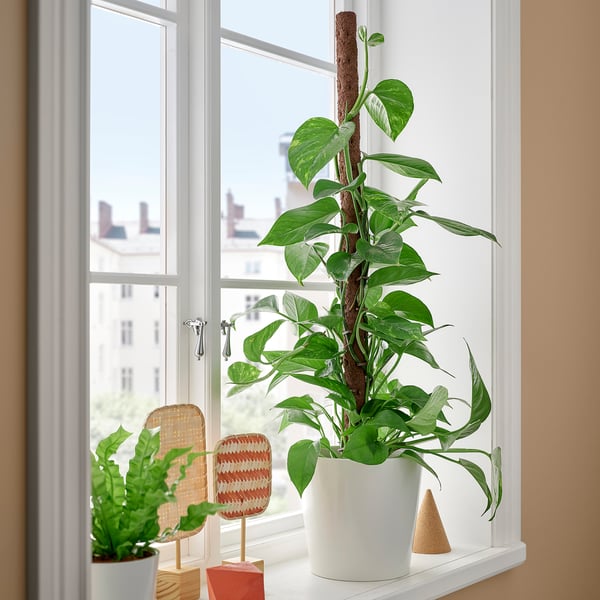 Window sill with EPIPREMNUM plants in white pots. Tall plant in center, smaller plant to left. Colorful woven decor between. Urban view outside.
