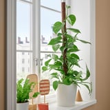 Window sill with EPIPREMNUM plants in white pots. Tall plant in center, smaller plant to left. Colorful woven decor between. Urban view outside.