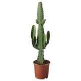 EUPHORBIA ACRURENSIS cactus with spiky green leaves.