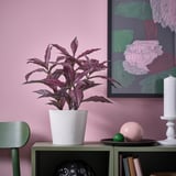 Artificial plant on green shelf, purple-pink leaves.