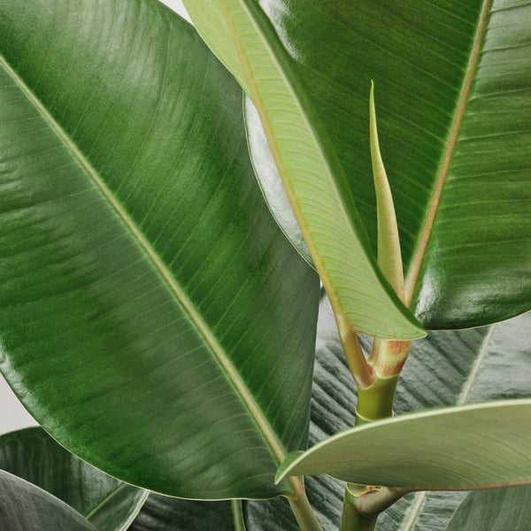 Large, vibrant green leaves of a FICUS ELASTICA ROBUSTA plant, showcasing its healthy and robust nature.