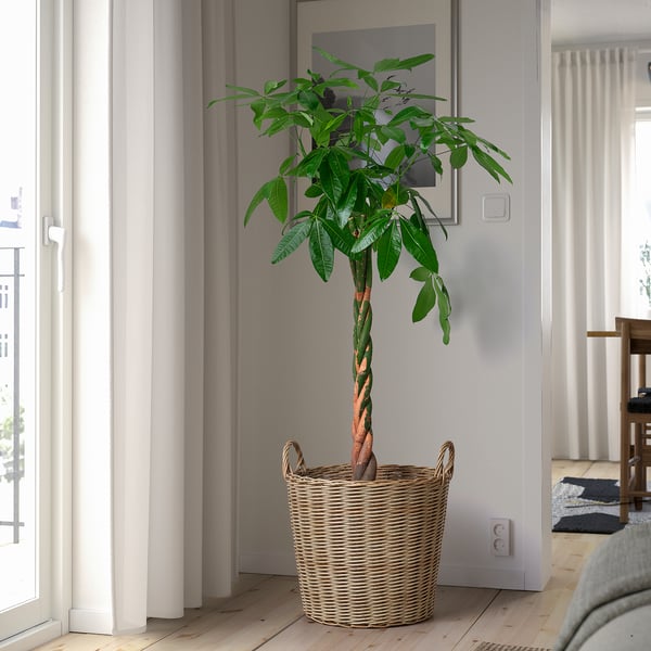 Large, woven FLODBJÖRK basket, outdoors/indoors, holds tall leafy plant, set by window, white walls.