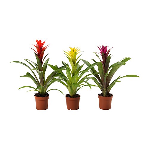 GUZMANIA Potted plant, Scarlet star/assorted colours, 9 cm