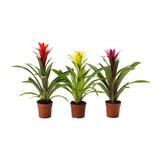 GUZMANIA Potted plant, Scarlet star/assorted colours, 9 cm