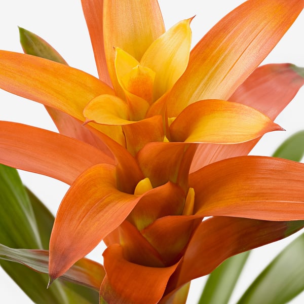 Bright flower with orange and yellow petals, green leaves; vibrant, healthy, blooms beautifully.
