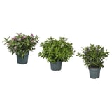 Three potted HEBEs with green leaves and purple flowers.