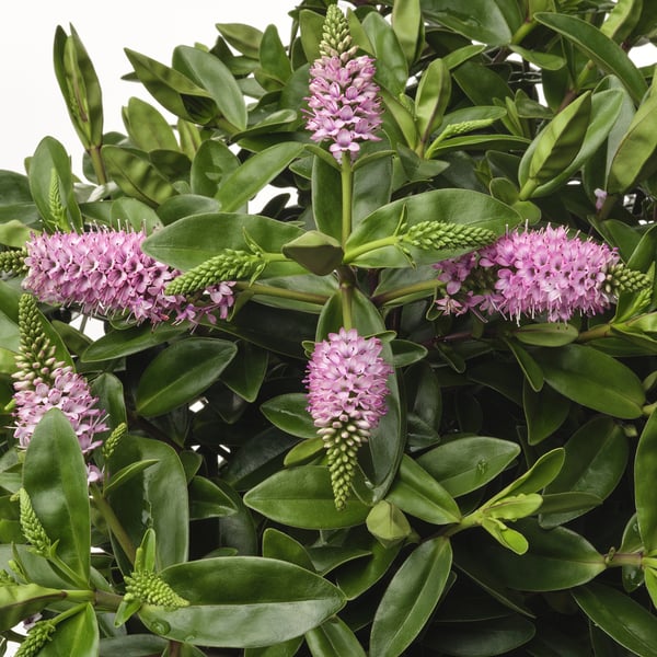 Aspect: clusters of vibrant pink flowers rise from lush green foliage. Dense and healthy plant appearance.