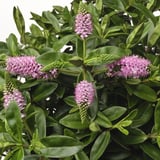 Aspect: clusters of vibrant pink flowers rise from lush green foliage. Dense and healthy plant appearance.