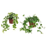 Two potted plants, green foliage, terracotta pots, hanging, vibrant home decor.