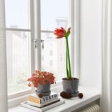 Windowledge with grey pots, red & green HIPPEASTRUM, books & pinecones, sheer curtains.