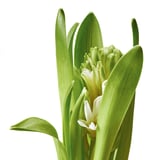 Vibrant hyacinth in bloom; lush green leaves and white flowers.