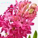 Bright pink hyacinth flowers blooming vibrantly, with lush green leaves visible at the base.