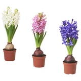 Three potted hyacinths, white, pink, and blue in clay pots, green leaves.