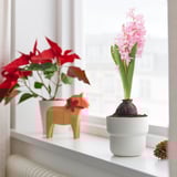 Two potted plants by a window, one with pink hyacinths and one with red accents. A small wooden horse figurine and a pinecone sit between them.