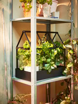 A HYLLIS galvanized steel shelving unit with black frames holding various potted plants and greenery.
