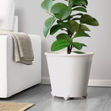 Modern living room with white chair, rug, and potted plant.