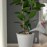 Plant by window