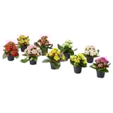 Bright KALANCHOE flowers in assorted pots, various colors.