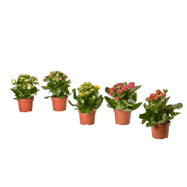 Five potted KALANCHOE plants in terracotta pots, featuring white, pink, yellow, and red blooms, lined up neatly against a white background.