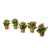 Five potted KALANCHOE plants in terracotta pots, featuring white, pink, yellow, and red blooms, lined up neatly against a white background.
