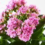 Close-up of vibrant pink KALANCHOE flowers blooming in a healthy plant.
