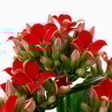 Blooming red KALANCHOE flowers with green leaves on white background.
