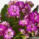 Bouquet of pink and purple flowers with green leaves, arranged in a lush and vibrant display.
