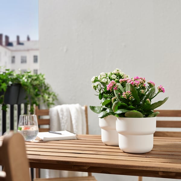 Pink and white KALANCHOE plants in white pots on an outdoor table with water glass and menu.