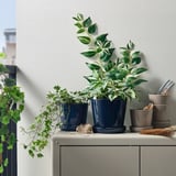 Three KLOTLÖNN pots with plants on counter, navy blue, varied sizes.