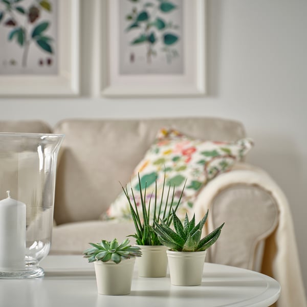 Three small green succulents in white pots on a white table, with a candle, and a cosy sofa in the background.