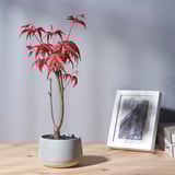 A small potted plant with red leaves sits on a wooden table. Next to it is a white picture frame.