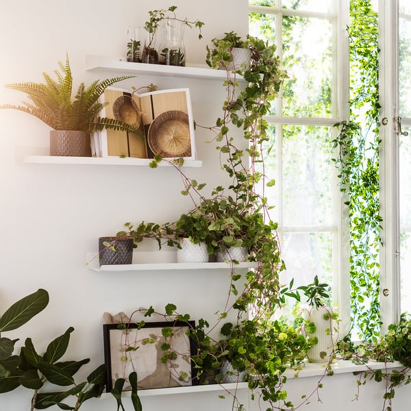 White wall shelves with plants and decor, sunlight streaming through window.