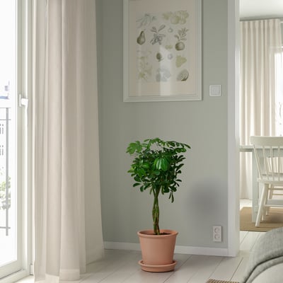 Terracotta plant near window, dining set behind.