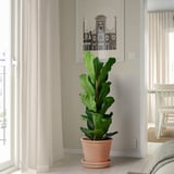 Potted fig plant by window with curtains.