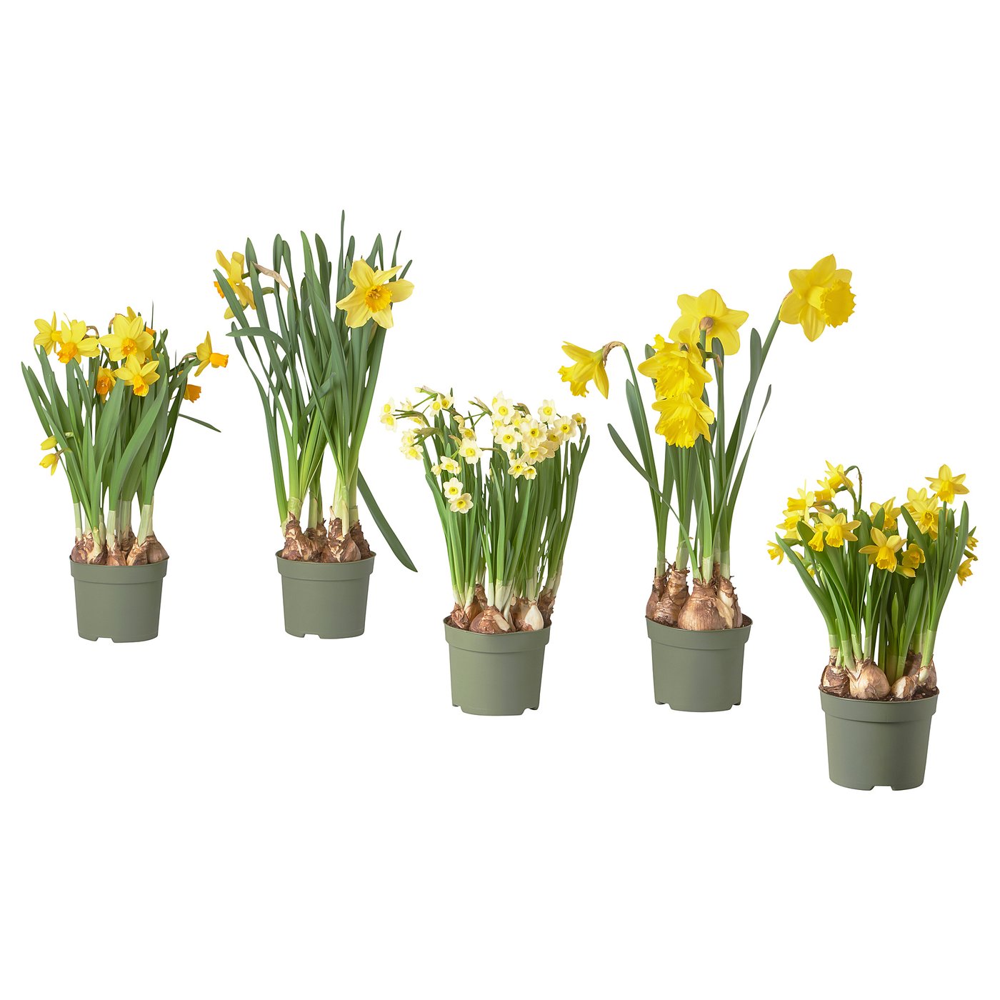 Six potted yellow daffodils in green pots.
