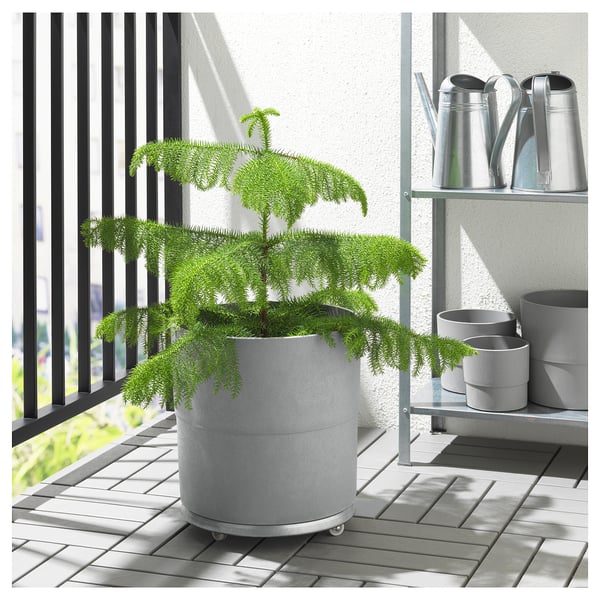 Gray wheelbarrow holds green plant on balcony.