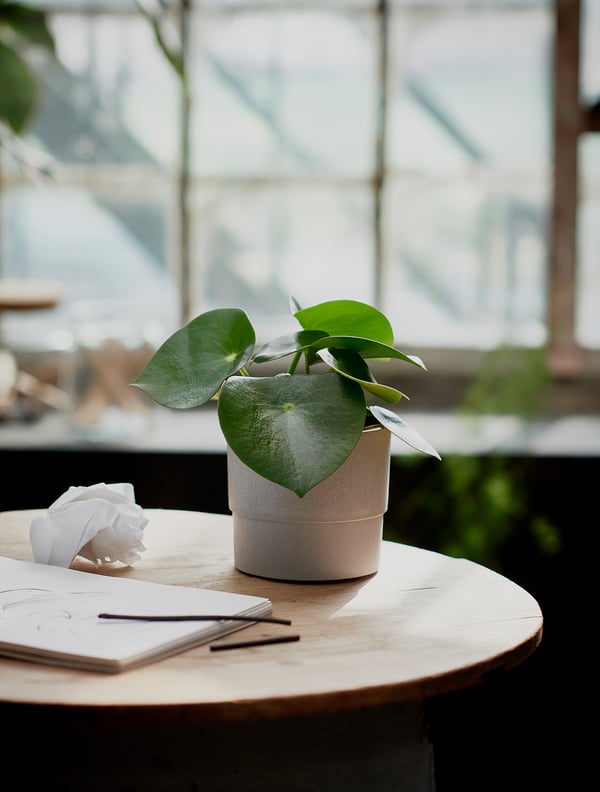 A small green potted plant sits on a light wooden table near a window with a white tissue and notepad.