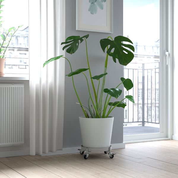 Bright room with large white OLIVBLAD plant mover holding tall green plant near window. Mover on wheels, brake locked, tray reversible.