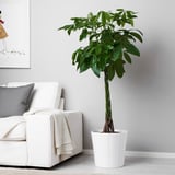 A tall potted plant with broad green leaves sits beside a white couch, adding greenery to the living room.