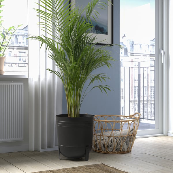 Bright room with tall plant and blanket by window.