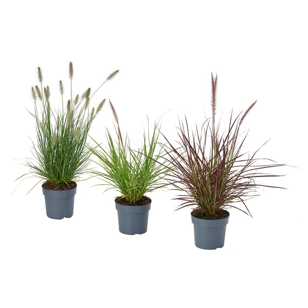 Three potted fountain grasses, green and purple, in blue pots against plain white background.