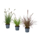 Three potted fountain grasses, green and purple, in blue pots against plain white background.