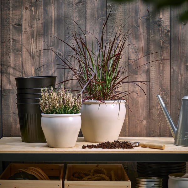 Two cream pots with fountain grass, one blooming, on shelf with tools & plants.