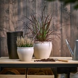 Two cream pots with fountain grass, one blooming, on shelf with tools & plants.
