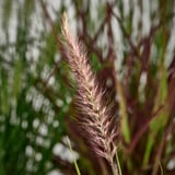 Close-up of tall fountain grass with feathery seed heads, standing in a garden with blurred green foliage around.