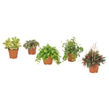 Five diverse potted plants in brown plastic pots, varying in leaf shapes and colors, arranged in a row.