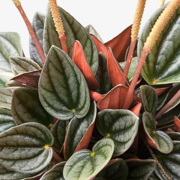 Dark green leaves with red stems, healthy indoor plant.